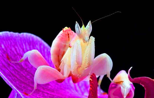Top 10 Pink Wonders Of The Natural World