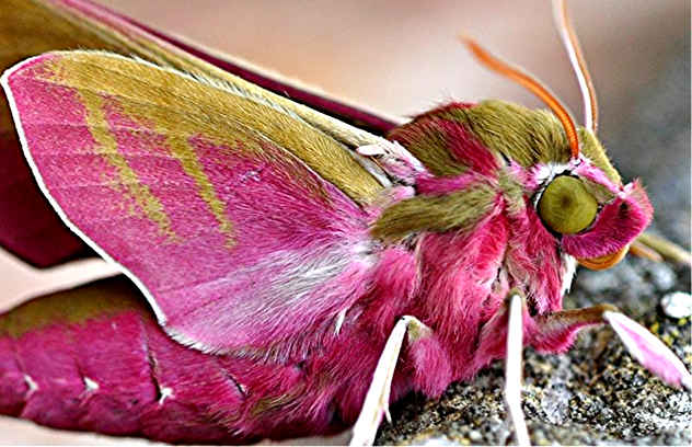 Top 10 Pink Wonders Of The Natural World