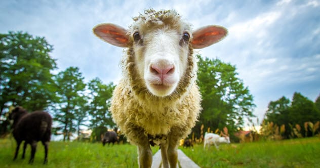 10 Impressive Examples Of Animal Self-medication