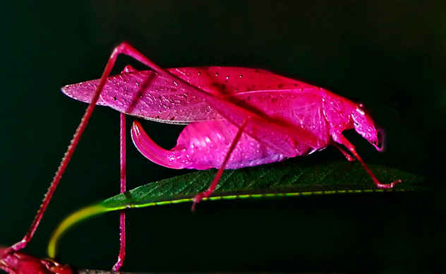 Top 10 Pink Wonders Of The Natural World