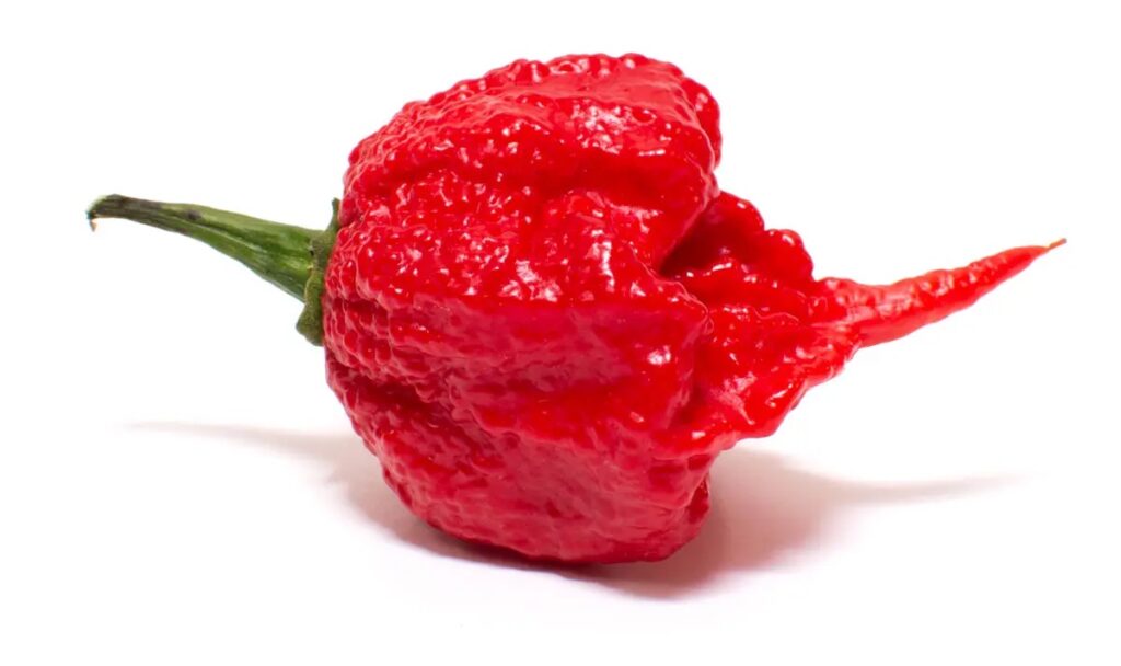 Top 10 World's Hottest Peppers