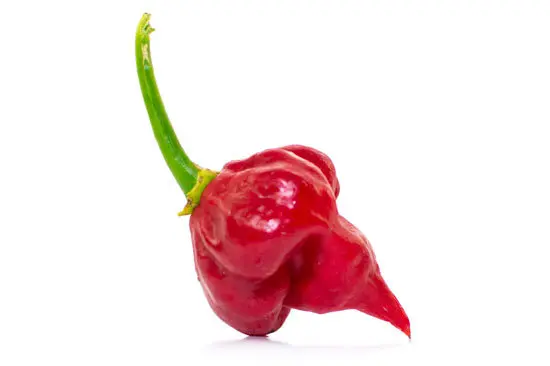 Top 10 World's Hottest Peppers