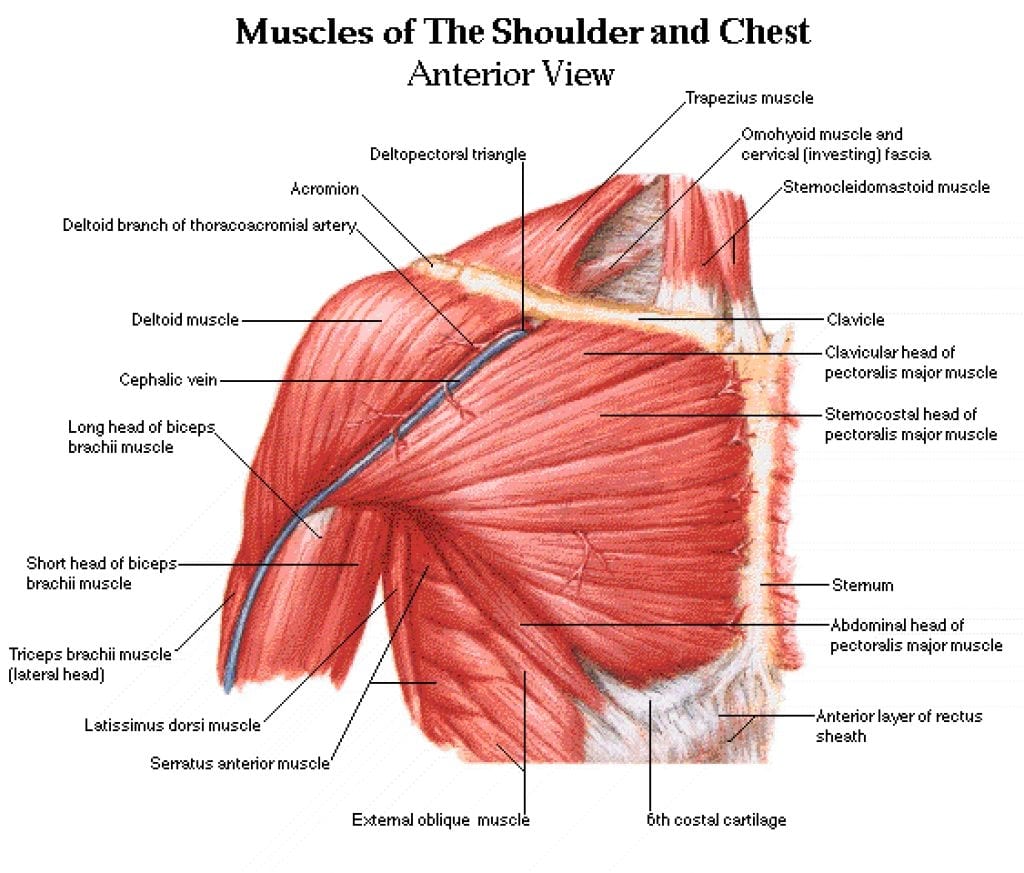 10 Best Shoulder Exercises For Men