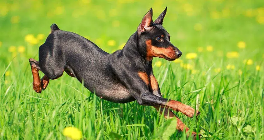 Top 10 Dog Breeds That Live The Longest