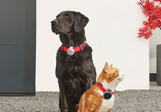 10 Best Dog and Cat GPS Trackers in 2022